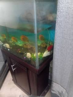 fish aquarium set urgent sale