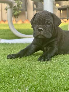 CANE CORSO (White and Black)