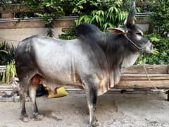 Heavy Bachra For Sale
