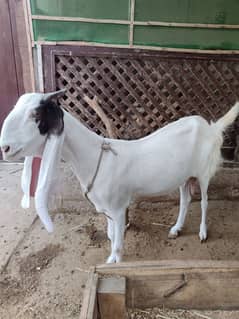 Gulabi