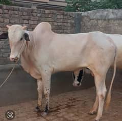Qurbani