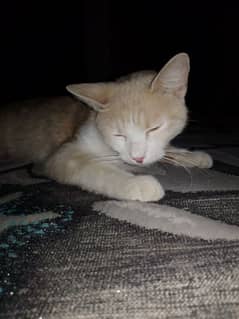 Sami persion cat age don't vacation hoi he