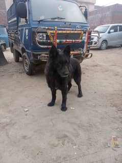 German shepherd single coat 03076109536