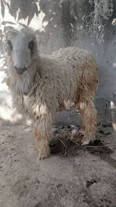 Mundra kajla sheep lella for sale