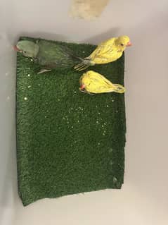 Parrot chicks Raw Yellow and white