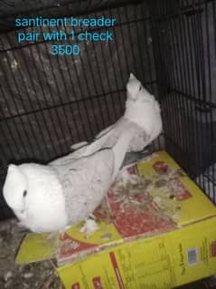 pigeon