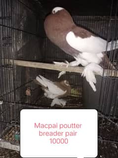 pigeon and hen