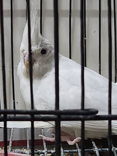 eno cocktail breeder pair confirm breeder 0335 0603069