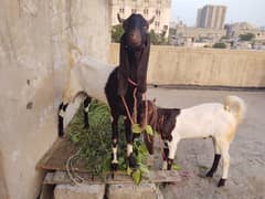 Do Daant khassy bakray