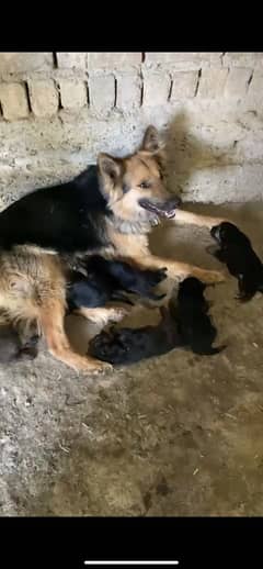 German shepherd puppies