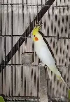Cream