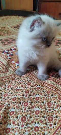 Beautiful Persian Kitten Available - Home Raised & Groomed