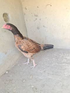 puri amrohi egg laying female