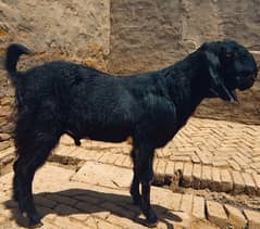 Bakra