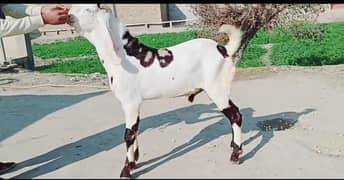 bakra