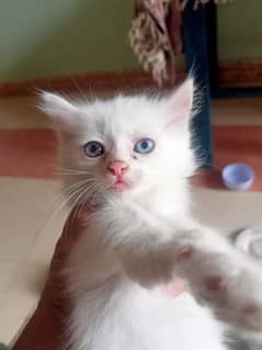 Persion Cat - Kitten - blue eyes kitten - Cats for sale in cheap rate