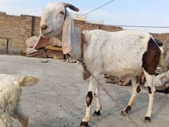 pure dasi nasl bakri doodh wli