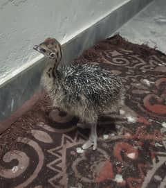Ostrich Chicks