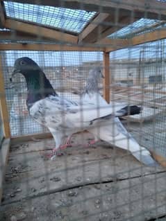 Highflyer Kabootar Urgently Sale