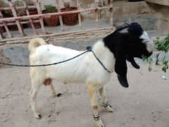 Arshad