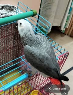 sale for grey parrot