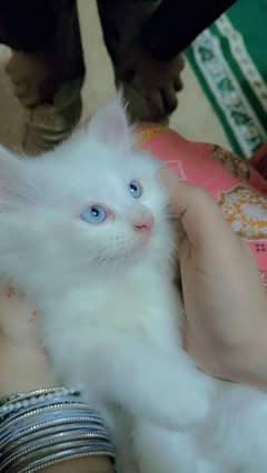 Persian kittens for sale