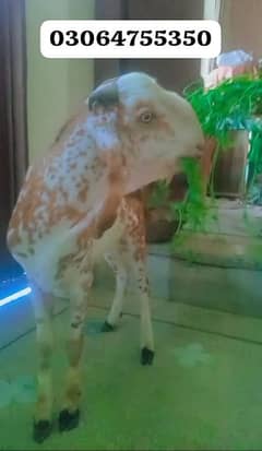 Desi bakra for sel