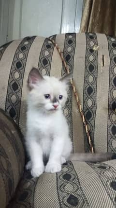cats kittens