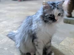 Persian cat female