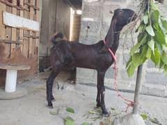 Do Daant khassy bakra