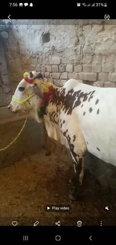 wachi qurbani k liya for sale