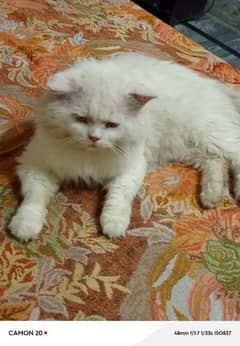 pursian 3 coated doll face male