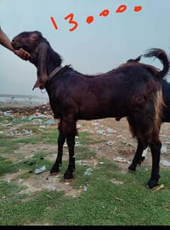 do dant bakra