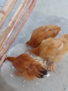 Golden Buff 1 male 2 female