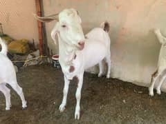 QURBANI 2025 Vvip BAKREY