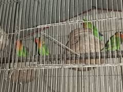Fisher and Cocktail Breeding pair