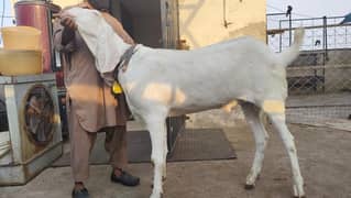 Khan goats Farm