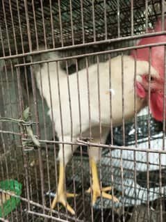 White rooster safaid murga
