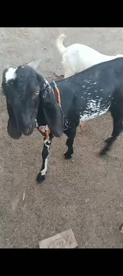 bakra