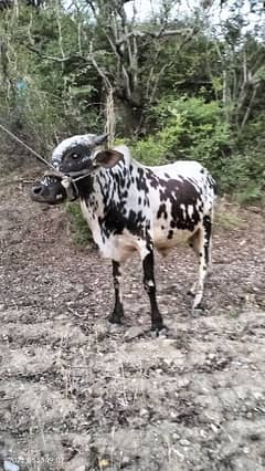 BUll for seal