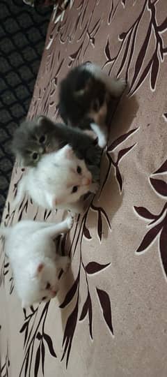 Persian kittens for sale
