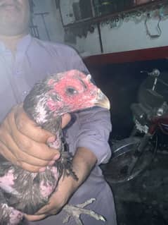 Black eye female