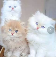 Persian cat for sale male or female my WhatsApp 0325=92=17=964