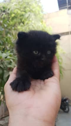 Persian