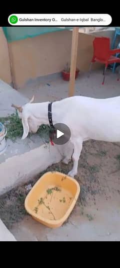 2 Dant khassi bakra