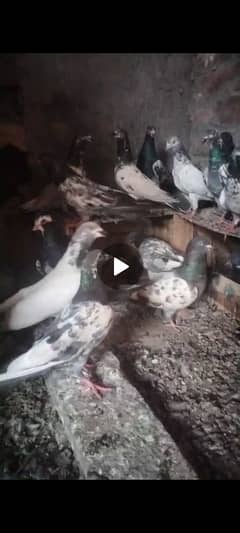 high flying kabootar