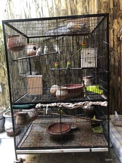 love birds or cage for sale