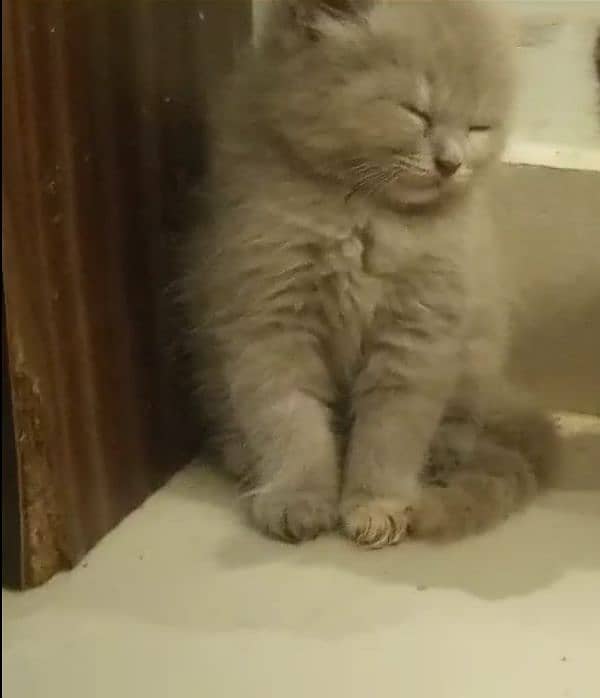 GRAY & SILVER COLOR,HIGH QUALITY BAHLU BABY KITTEN,DELIVERY AVAILABLE 1