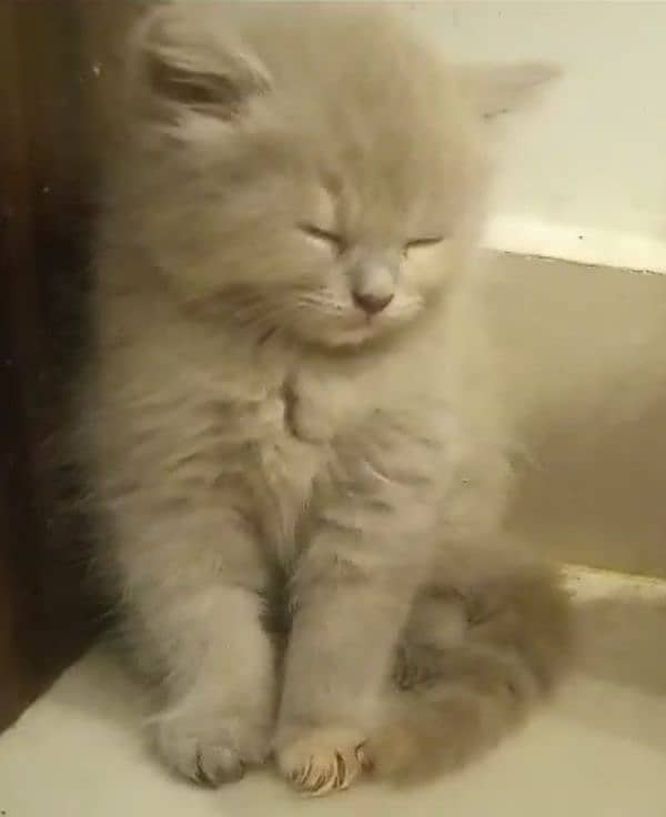 GRAY & SILVER COLOR,HIGH QUALITY BAHLU BABY KITTEN,DELIVERY AVAILABLE 4