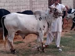 Eid